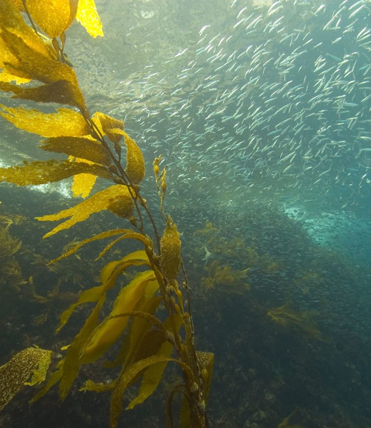 Protecting the Oceans