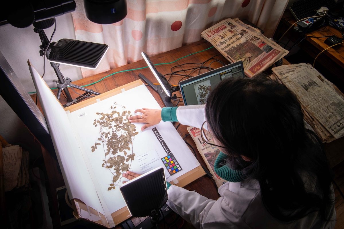 Digital Tools Are Transforming the Fight to Save Plants from Extinction