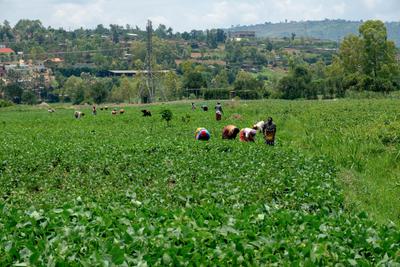 Farmers harvest green beans in Kigali.