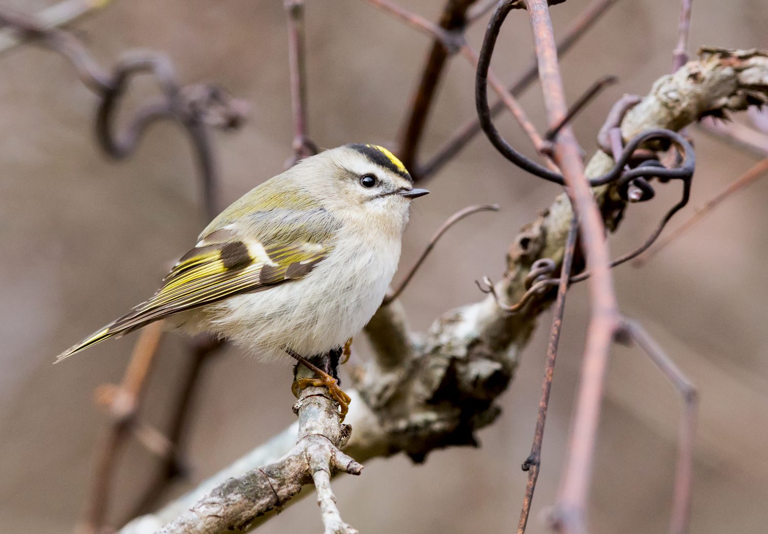 Small King Let Birds Are Shrinking as the Climate Warms — and Small Birds Are ...