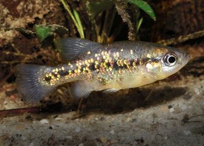 A jeweled splitfin (Xenotoca variata), a type of goodeid, in a fishkeeper's tanks in Vienna.