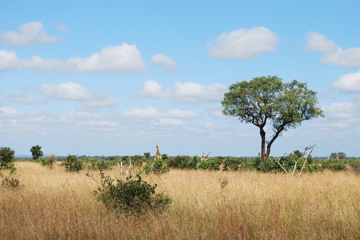 Rising CO2 Speeds the Growth of Grasses on the African…