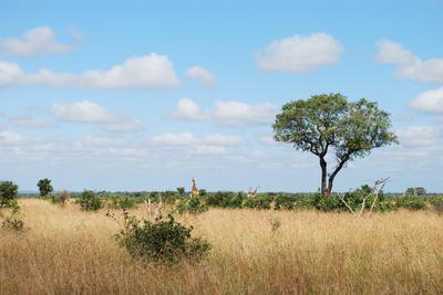 Kruger National Park in South Africa.