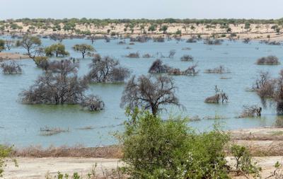 Dead trees in an arm of Lake Chad near Kiskawa, Chad, that was recently flooded.
