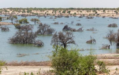 Dead trees in an arm of Lake Chad near Kiskawa, Chad, that was recently flooded.