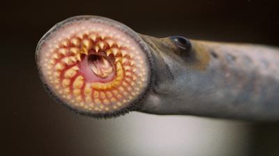 A sea lamprey.