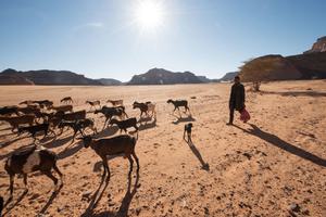 A young boy herds his goats in the Ghat District of Libya, which has been converted largely to desert in the last 100 years.