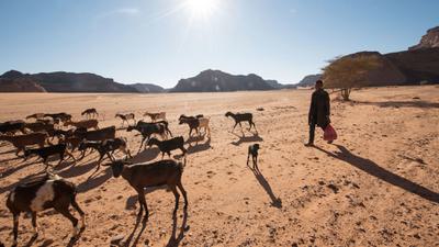 A young boy herds his goats in the Ghat District of Libya, which has been converted largely to desert in the last 100 years.