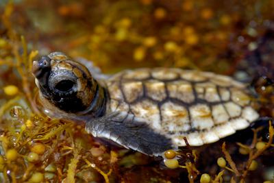 A loggerhead sea turtle hatchling on sargassum seaweed in Florida.