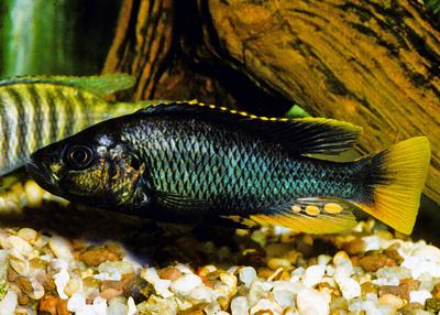 Astatotilapia-piceata, a cichlid, in a fishkeeper's tanks in New Jersey.