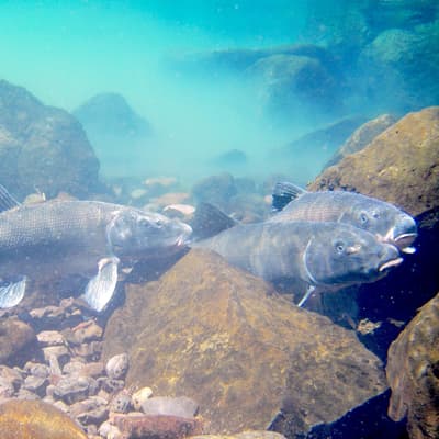 Left: Karl Wenner at a restored wetland at Lakeside Farms. Right: Lost River suckers in Upper Klamath Lake, Oregon.