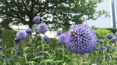 Lurie Garden in Chicago has become an important home for bees and other pollinators.