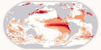 Marine heat waves in August. Warmer colors indicate greater severity.