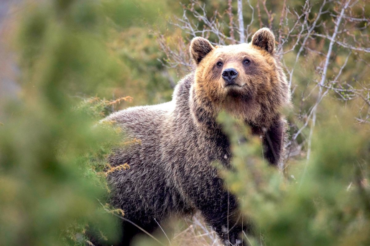 photo of Living Near Humans, Italian Bears Evolved to Be Less Aggressive image