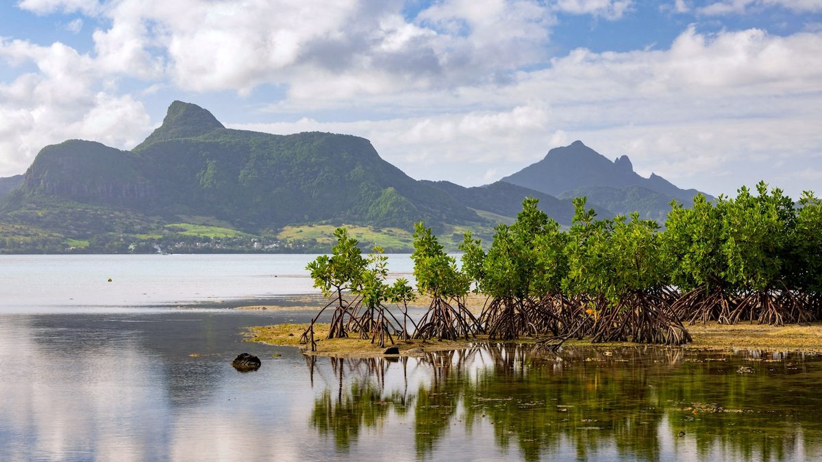 What Is Driving the Global Resurgence of Mangrove Forests?