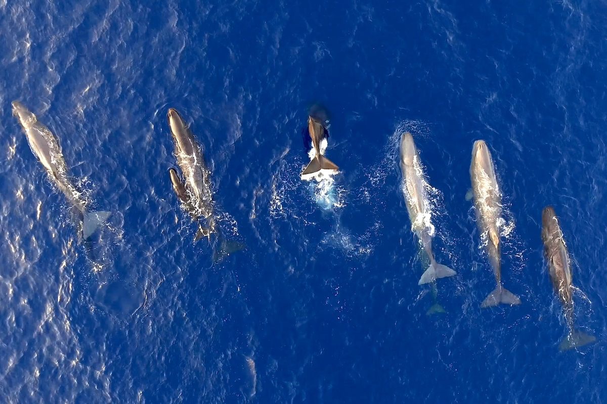 Like Humans, Mediterranean Sperm Whales Have Their Own Dialects