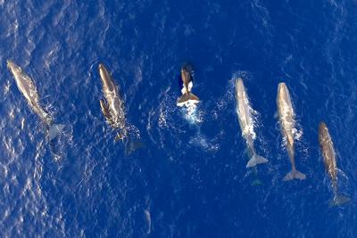 Mediterranean sperm whales.
