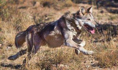 A Mexican gray wolf at the Sevilleta National Wildlife Refuge in New Mexico.