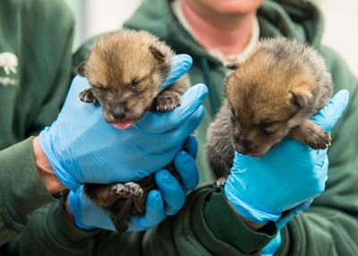 Two Mexican wolf pups, part of a wolf reintroduction program in the Southwest.
