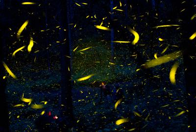 Fireflies in Nanacamilpa, Mexico.