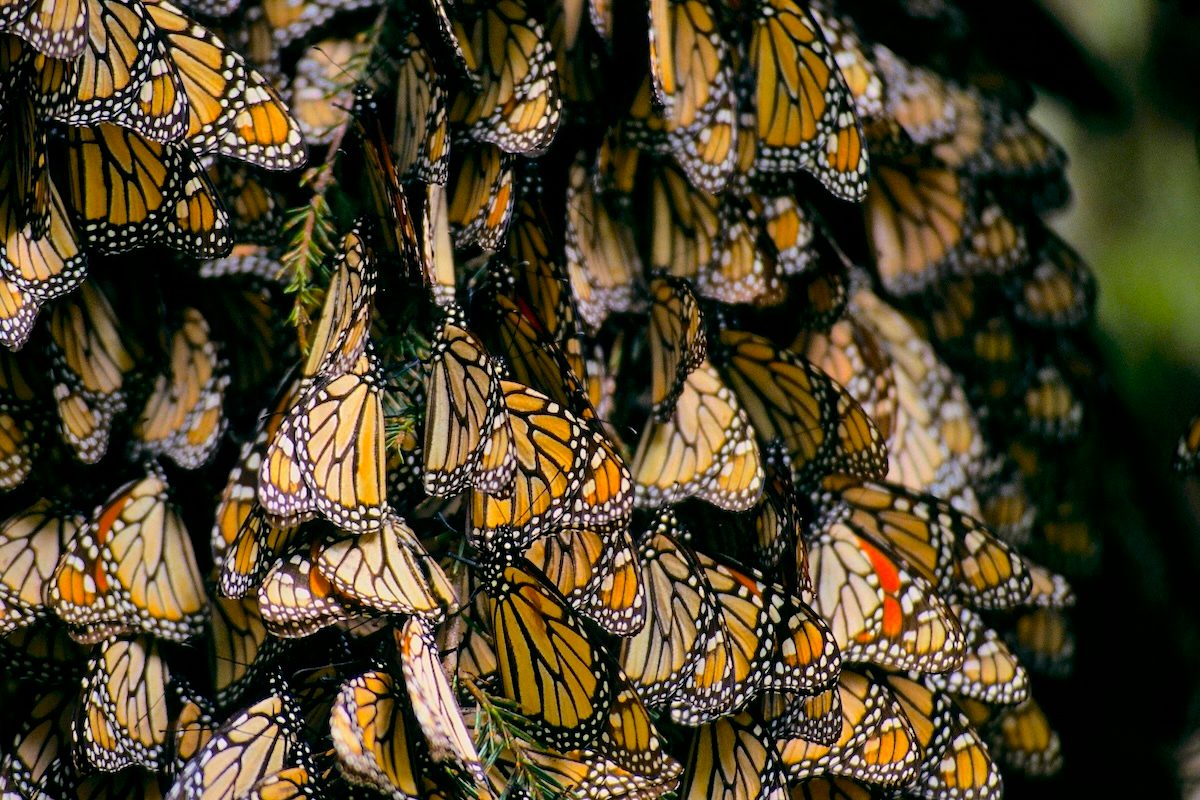 In Mexican Forests, Monarch Butterflies Halt Their Decline