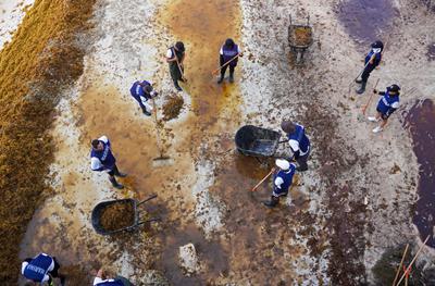 Workers remove sargassum from the shore of Playa del Carmen, Mexico.