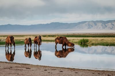 Mongolian camels drink at an oasis in the Gobi Desert.