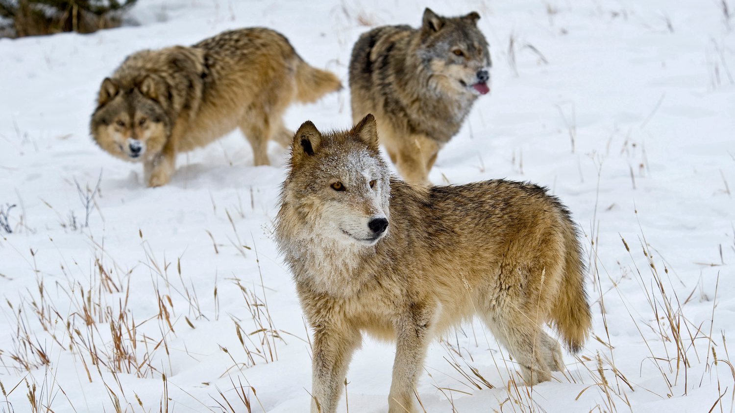 Pouncing Wolves America’s New War on Wolves and Why It Must Be Stopped - Yale E360