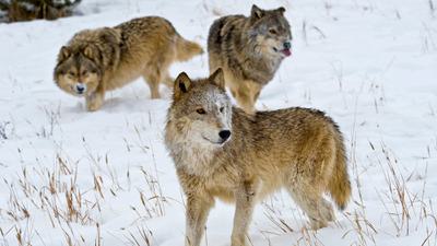 Gray wolves in Montana.
