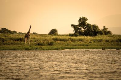 A giraffe on the shore of Lake Albert in Uganda's Murchison Falls National Park.