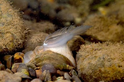 A plain pocketbook mussel displays a lure-like appendage resembling a fish, in the Potomac River in West Virginia.