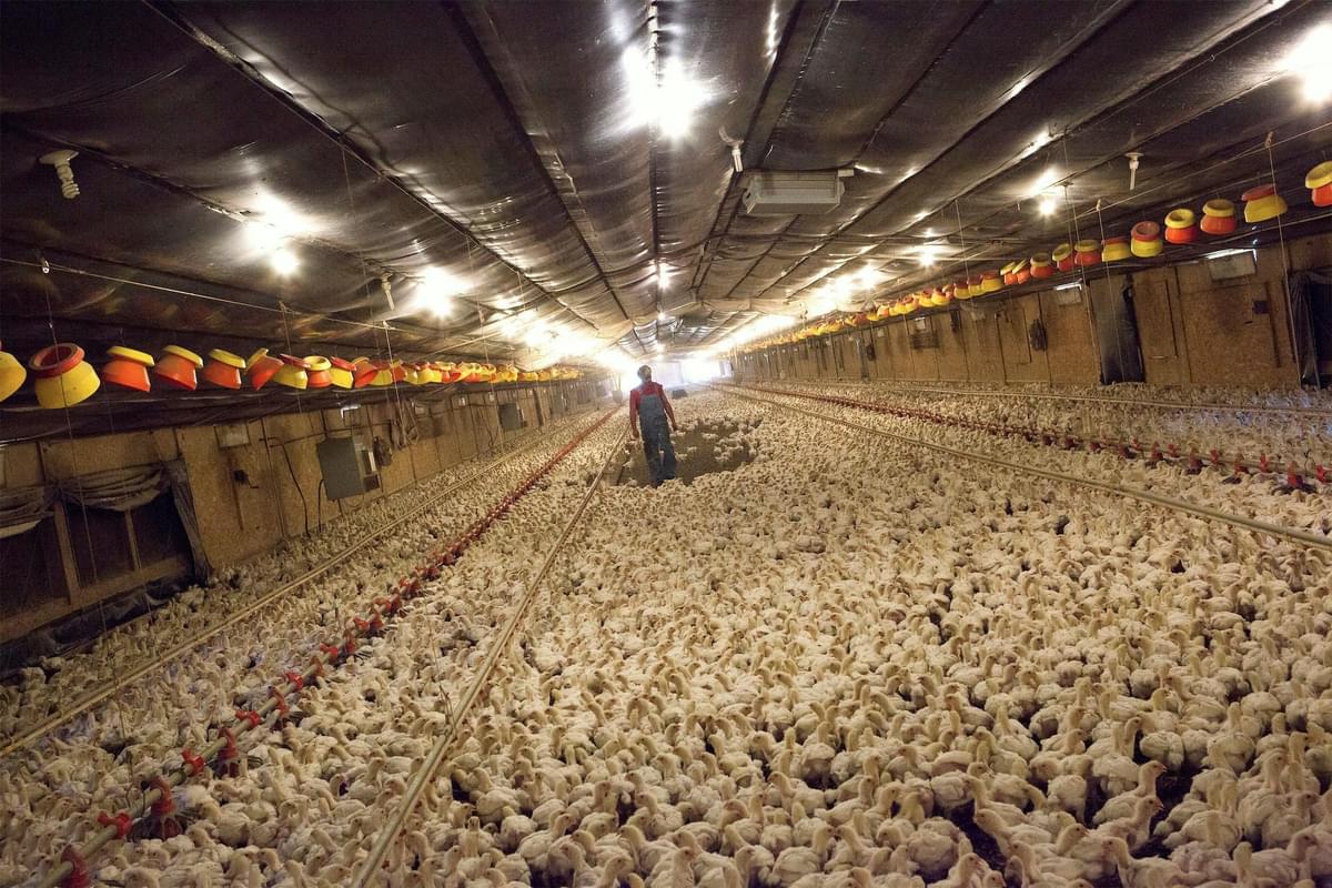 Salmonella