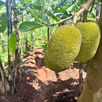 In Uganda, Deadly Landslides Force an Agricultural Reckoning Left: A trench dug to divert runoff at a farm in Bududa, Uganda. Right: Jackfruit trees on a Bududa farm anchor the soil, slowing erosion.