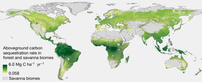 Aboveground carbon accumulation rates, in metric tons of carbon per hectare per year, in naturally regrowing forests in forest and savanna biomes.