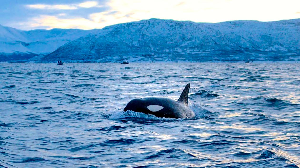 With Sea Ice Melting, Killer Whales Are Moving Into the Arctic - Yale E360