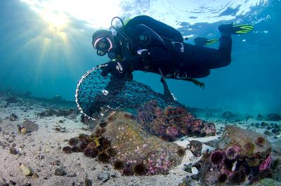 A diver collects urchins from a barren near Tromso, Norway, to allow kelp to recover.