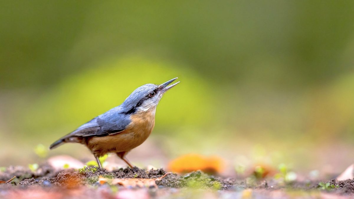 photo of Species Slowdown: Is Nature’s Ability to Self-Repair Stalling? image