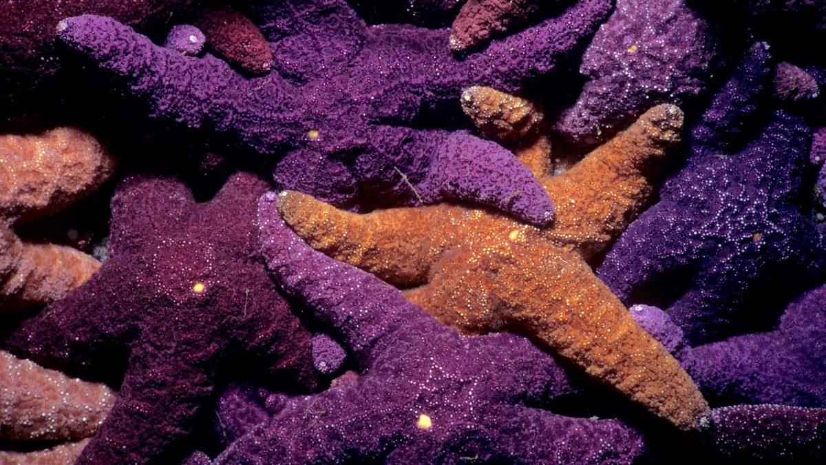 photo of Sea Star Murder Mystery: What’s Killing a Key Ocean Species? image
