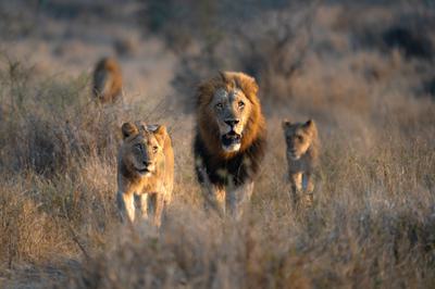 An older male lion with his pride in South Africa's Kruger National Park.