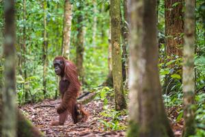 An orangutan and its young in Central Borneo, Indonesia.