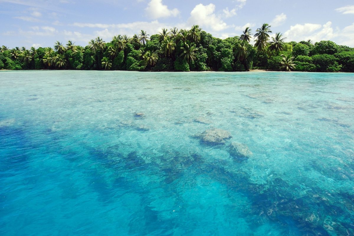 To Restore an Island Paradise, Add Fungi