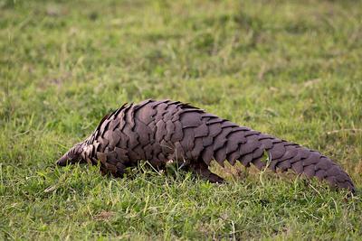 A pangolin.