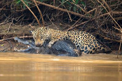 A jaguar attacks a caiman in the Pantanal region of Brazil.