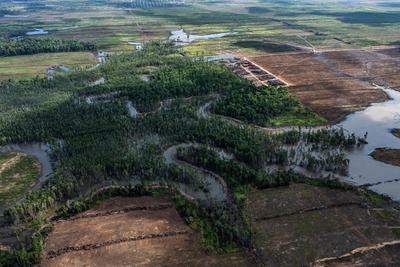 Forest cleared for a sugarcane plantation in South Papua, Indonesia.