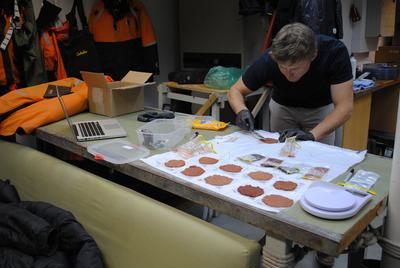 Ecologist Casey Youngflesh spreads out Adélie guano samples.