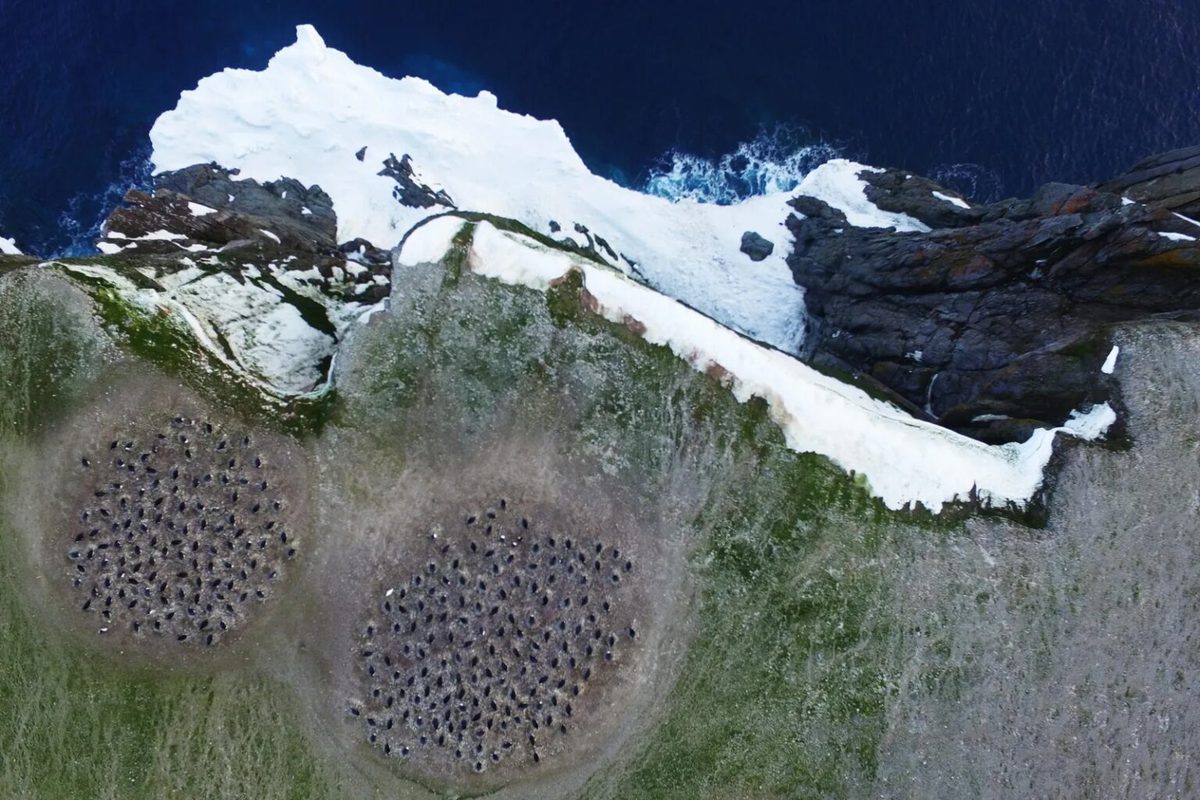 Satellite Images of Penguin Droppings Reveal Impact of Antarctic Warming