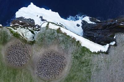 An aerial photo of a penguin colony on an island off the coast of the Antarctic Peninsula. Penguin guano leaves a clear mark on the landscape.