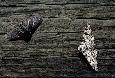Shrinking Cod: How Humans Are Impacting the Evolution of Species Dark and light peppered moths. As industrial soot blackened trees, most of the moths evolved to become darker to be better camouflaged.