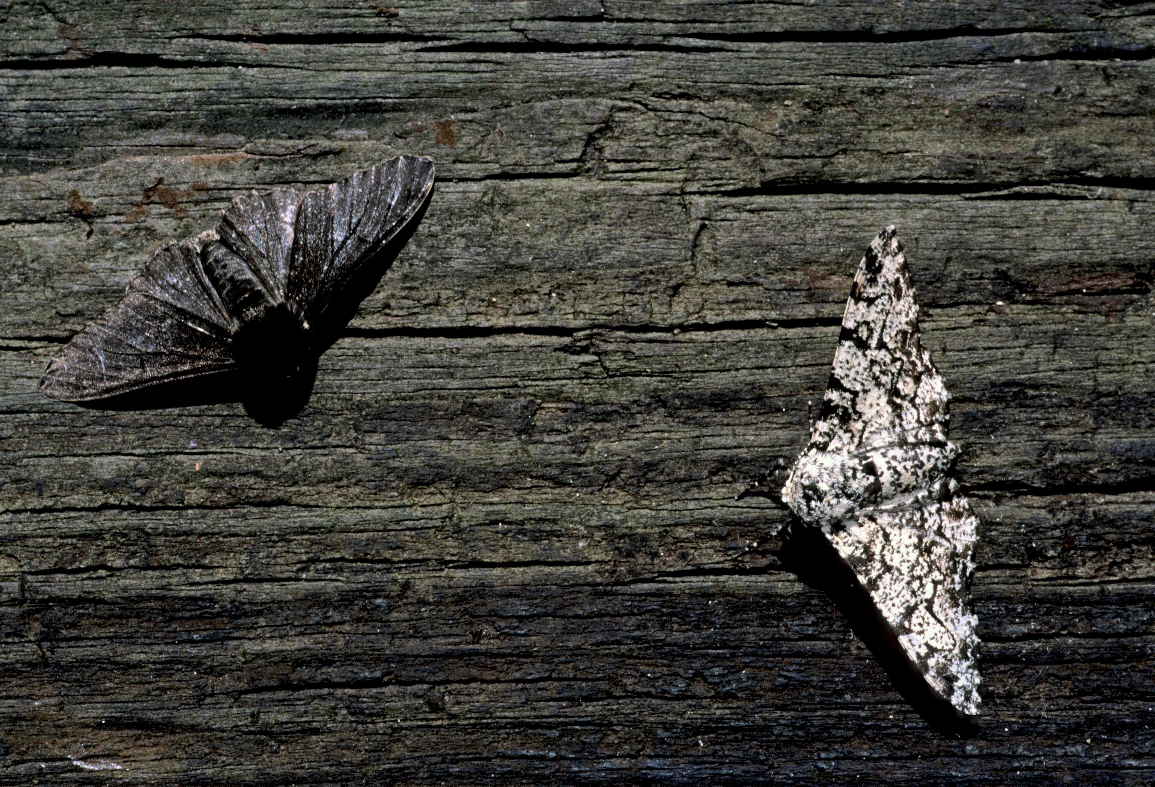 Shrinking Cod Shrinking Cod: How Humans Are Impacting the Evolution of Species - Yale ...
