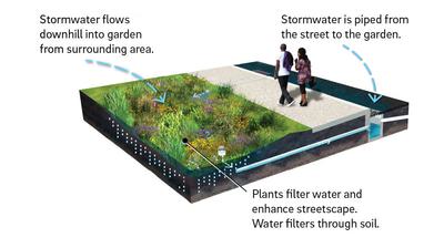 How a rain garden works.